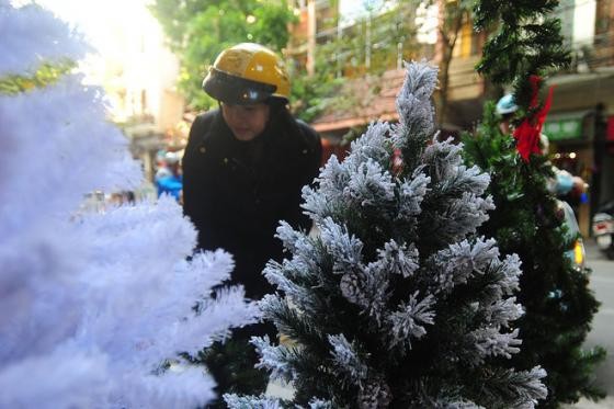 Cây độc giá tiền triệu đổ bộ thị trường cuối năm ảnh 1