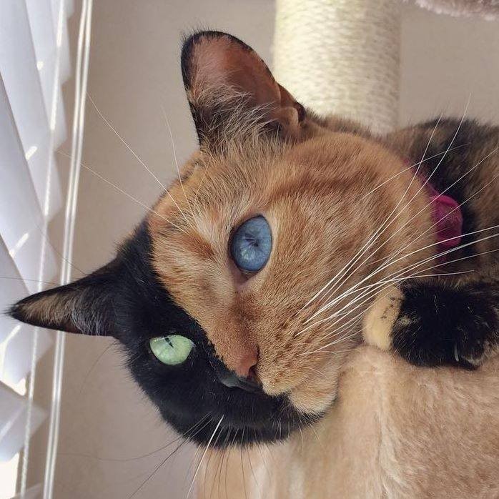 Chú mèo hai mặt độc đáo thu hút hàng triệu fan trên Facebook ảnh 2