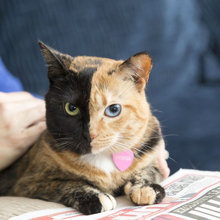 Chú mèo hai mặt độc đáo thu hút hàng triệu fan trên Facebook ảnh 5