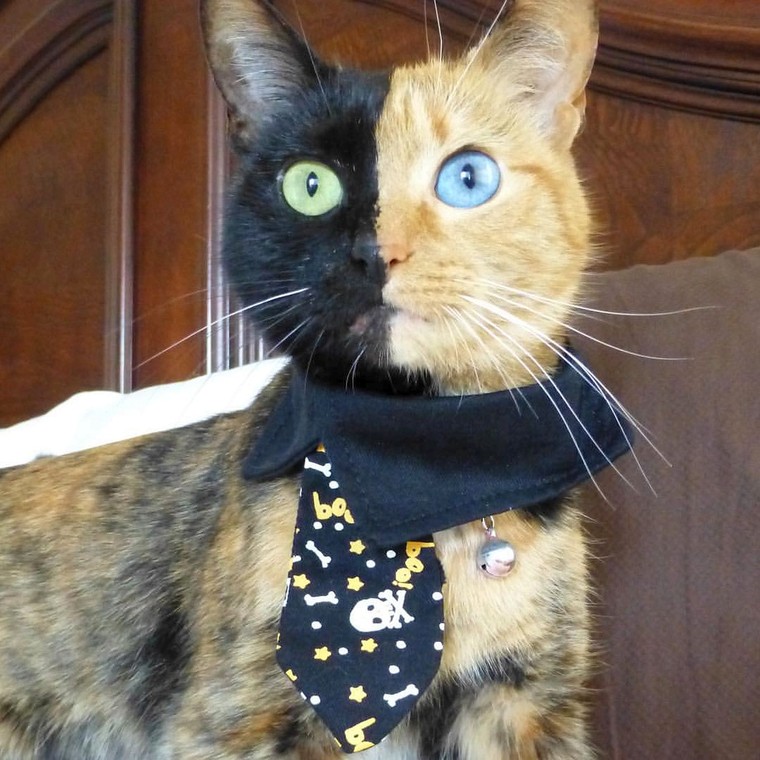 Chú mèo hai mặt độc đáo thu hút hàng triệu fan trên Facebook ảnh 6