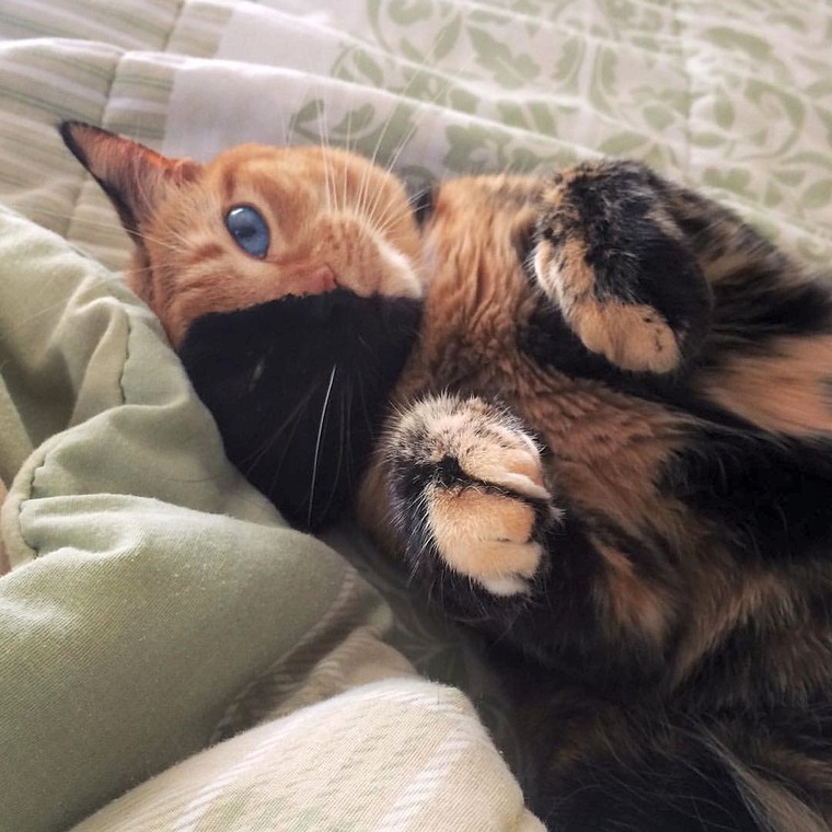 Chú mèo hai mặt độc đáo thu hút hàng triệu fan trên Facebook ảnh 7