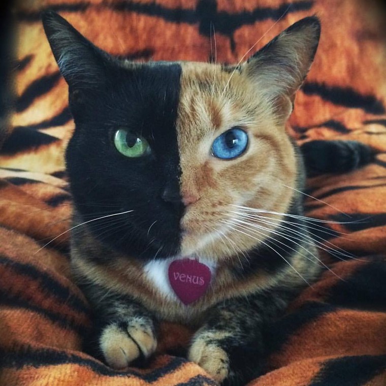 Chú mèo hai mặt độc đáo thu hút hàng triệu fan trên Facebook ảnh 8