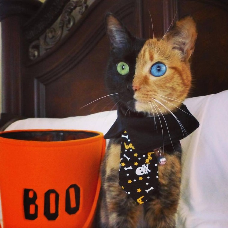 Chú mèo hai mặt độc đáo thu hút hàng triệu fan trên Facebook ảnh 9