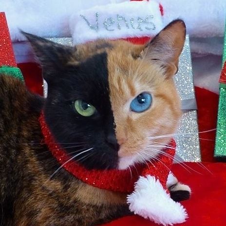 Chú mèo hai mặt độc đáo thu hút hàng triệu fan trên Facebook ảnh 1