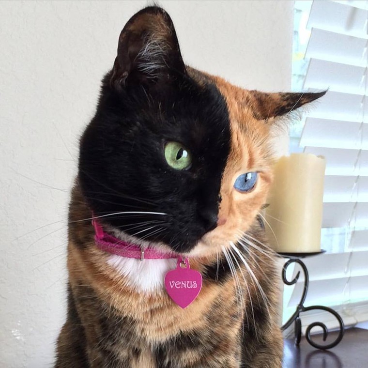 Chú mèo hai mặt độc đáo thu hút hàng triệu fan trên Facebook ảnh 10