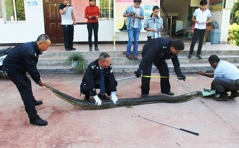 Phát hiện cặp trăn 100 tuổi dài gần 4m tại Trung Quốc ảnh 2