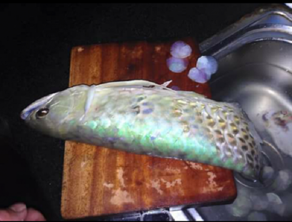 Hà Nội: Thiếu gia giết cá Rồng nghìn đô đãi bạn gây sốt ảnh 1