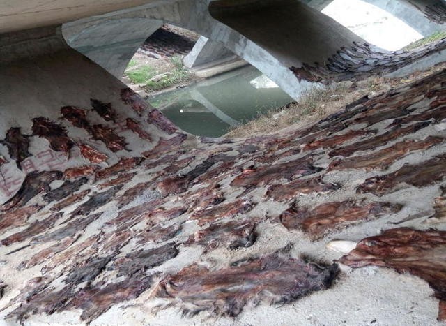 Rợn người phát hiện hơn 600 tấm da chó phơi dưới chân cầu ảnh 4