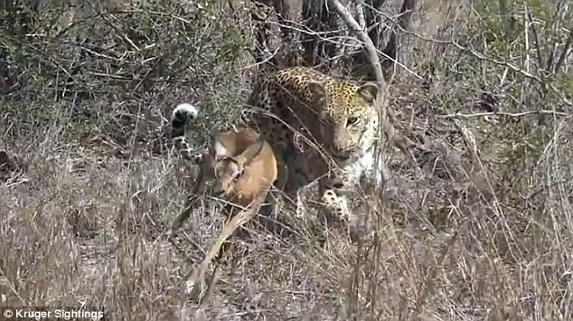 Báo đốm bỗng nhiên 'dễ dãi' tha chết cho linh dương con ảnh 1