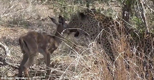 Báo đốm bỗng nhiên 'dễ dãi' tha chết cho linh dương con ảnh 3