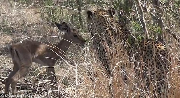 Báo đốm bỗng nhiên 'dễ dãi' tha chết cho linh dương con ảnh 4