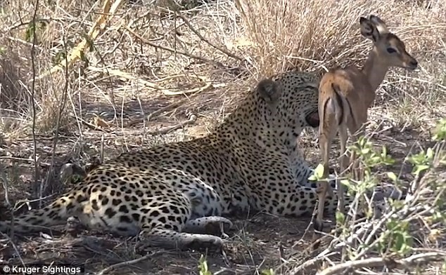 Báo đốm bỗng nhiên 'dễ dãi' tha chết cho linh dương con ảnh 8