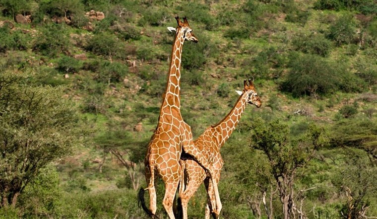 Những cách 'yêu' kỳ quái của các loài động vật ảnh 1