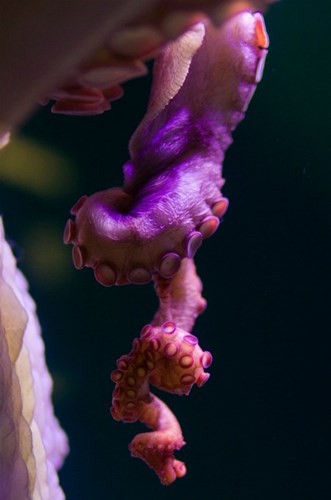 Những cách 'yêu' kỳ quái của các loài động vật ảnh 6