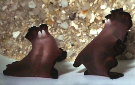 Những cách 'yêu' kỳ quái của các loài động vật ảnh 4