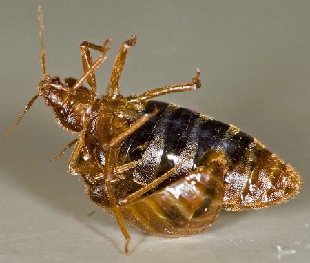 Những cách 'yêu' kỳ quái của các loài động vật ảnh 2