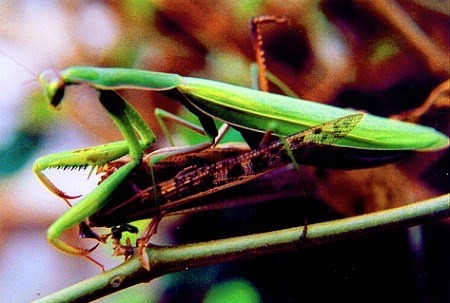 Những cách 'yêu' kỳ quái của các loài động vật ảnh 9