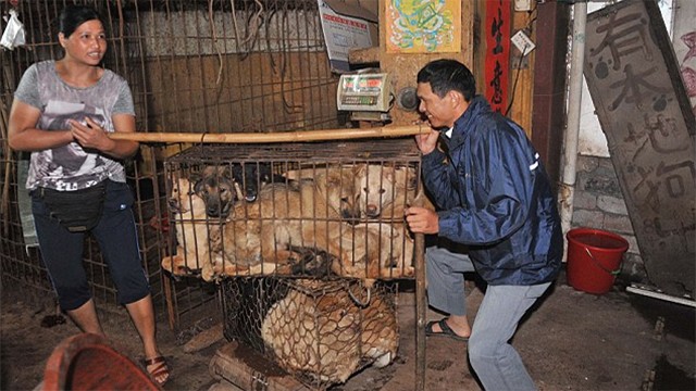 Trung Quốc: Bị đánh dã man vì ăn trộm chó, một người thiệt mạng ảnh 2