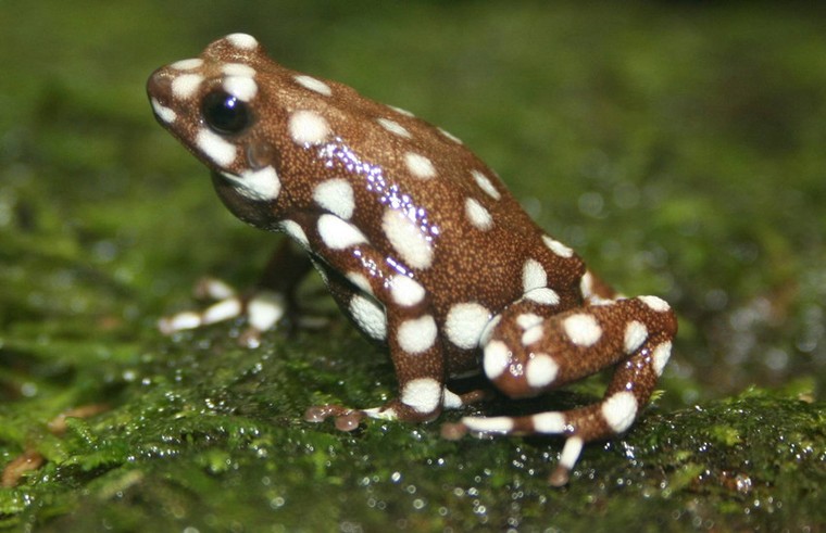 10 chất độc kinh khủng nhất trong lịch sử loài người (P1) ảnh 3