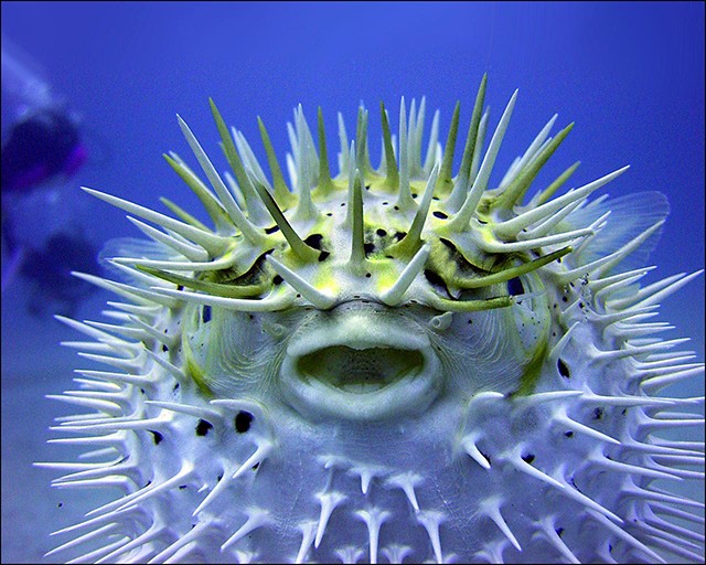 10 chất độc kinh khủng nhất trong lịch sử loài người (P1) ảnh 5