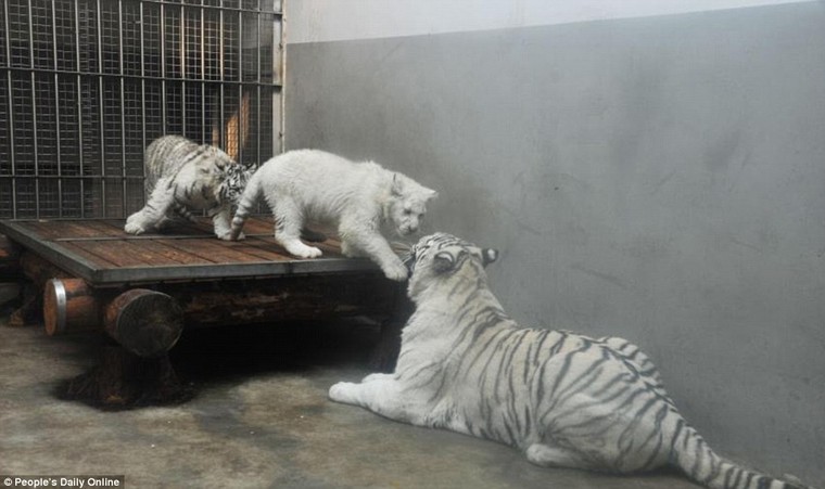 Những hình ảnh đầu tiên về cặp hổ trắng cực hiếm tại Trung Quốc ảnh 10