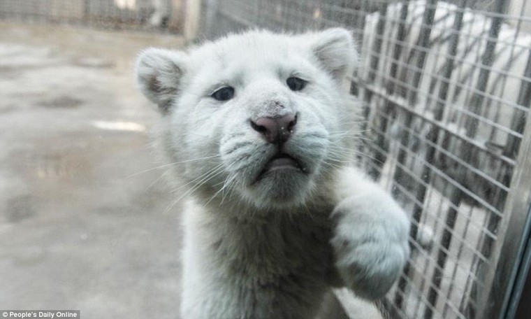 Những hình ảnh đầu tiên về cặp hổ trắng cực hiếm tại Trung Quốc ảnh 4