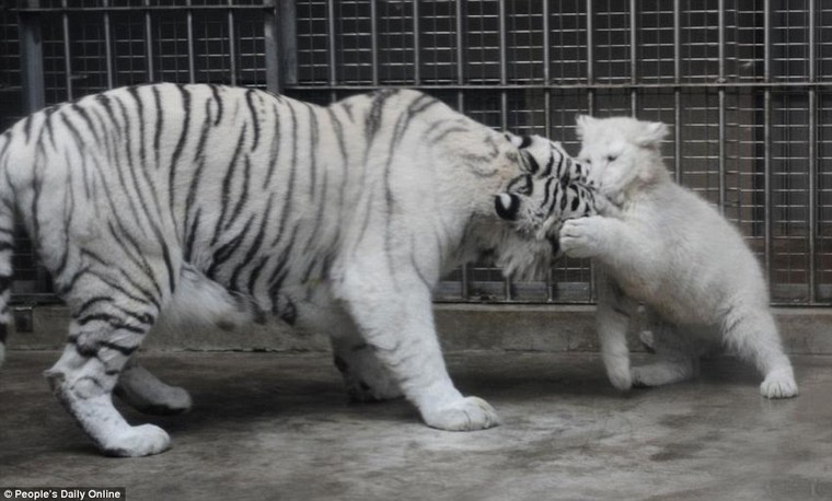 Những hình ảnh đầu tiên về cặp hổ trắng cực hiếm tại Trung Quốc ảnh 5