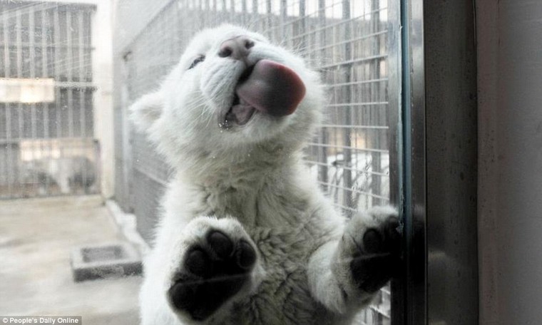 Những hình ảnh đầu tiên về cặp hổ trắng cực hiếm tại Trung Quốc ảnh 6