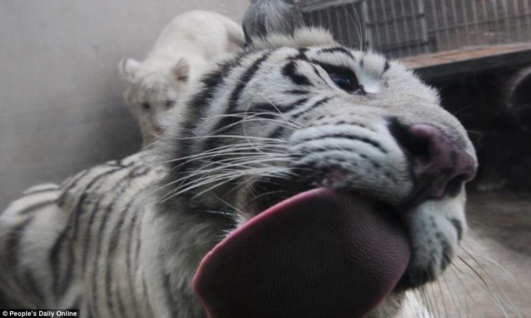 Những hình ảnh đầu tiên về cặp hổ trắng cực hiếm tại Trung Quốc ảnh 7