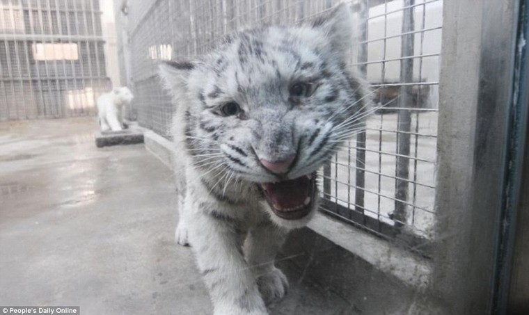 Những hình ảnh đầu tiên về cặp hổ trắng cực hiếm tại Trung Quốc ảnh 8