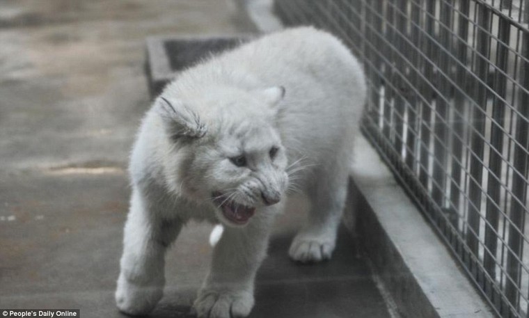 Những hình ảnh đầu tiên về cặp hổ trắng cực hiếm tại Trung Quốc ảnh 9