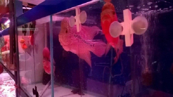 Hé lộ sự thật 'cá lạ' xăm mình giúp chủ nhân trúng số độc đắc ảnh 1