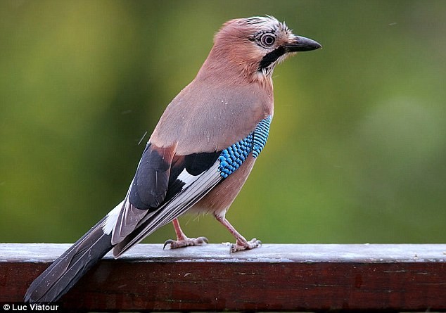 Vì sao khi về già lông chim không bị bạc? ảnh 1