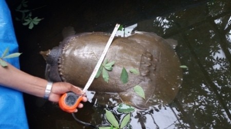 Bắt được ‘cua đinh’ quý hiếm trong Sách Đỏ ở hầm nuôi cá tra ảnh 1