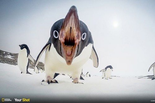 Những bức ảnh thiên nhiên ấn tượng nhất năm 2015 ảnh 1