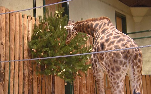 Sở thú Ba Lan tặng quà Giáng sinh cho động vật ảnh 2