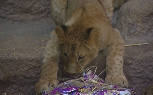 Sở thú Ba Lan tặng quà Giáng sinh cho động vật ảnh 3