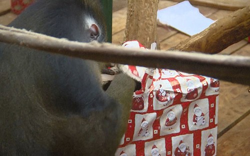 Sở thú Ba Lan tặng quà Giáng sinh cho động vật ảnh 1