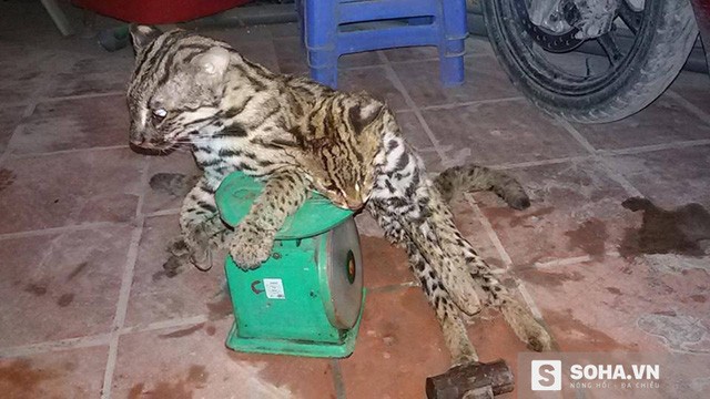 Tìm hiểu về loài báo xuất hiện tại bãi nổi sông Hồng ảnh 1