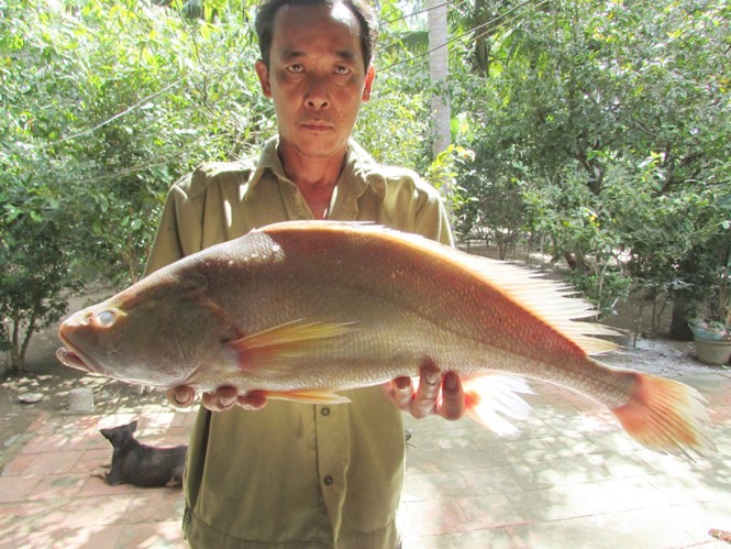 Bắt được cá lạ nghi là cá sủ vàng giá 200 triệu ở Bến Tre ảnh 1
