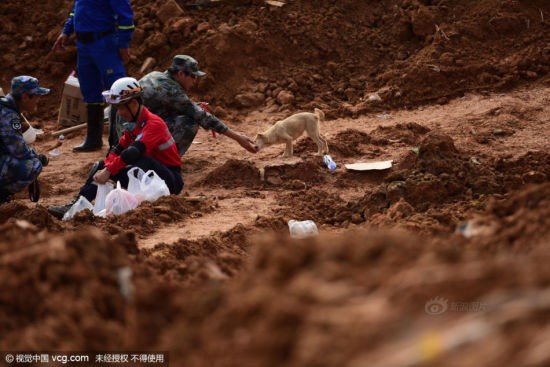 Cảm động chú chó tuyệt thực, tìm chủ dưới đống đổ nát ảnh 4