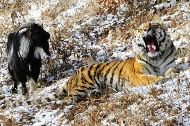 Lạ lùng hổ kết thân với con mồi tại công viên ở Nga ảnh 1