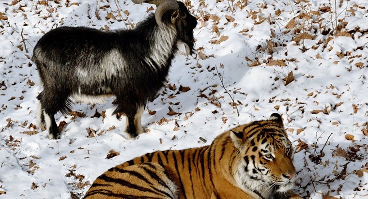 Lạ lùng hổ kết thân với con mồi tại công viên ở Nga ảnh 6