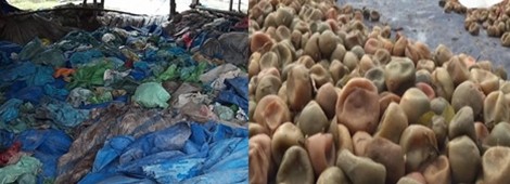 Rùng mình quy trình biến chanh, quất thối thành mứt Tết ảnh 1