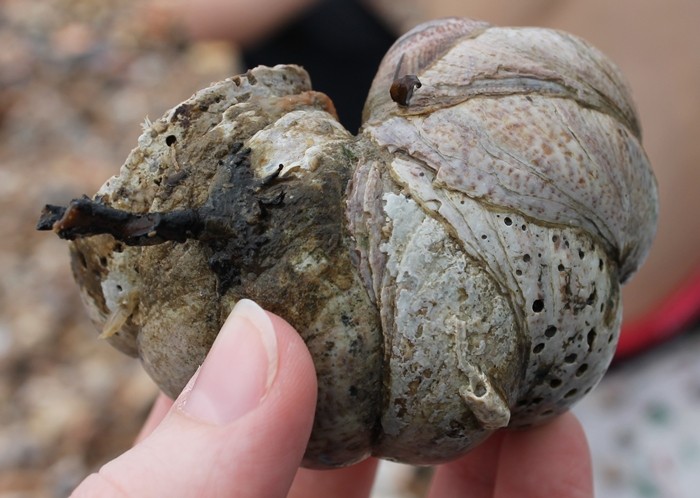 Ốc sên biển tự chuyển giới khi có sự va chạm thể xác ảnh 1