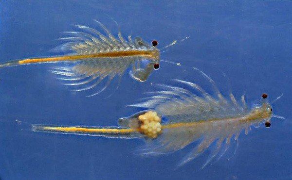 Loài vật thọ 10.000 năm, dù ‘tra tấn’ thế nào cũng vẫn sống trơ trơ ảnh 3