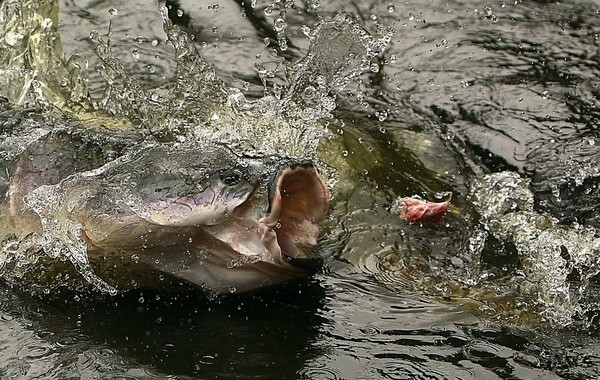 Khám phá 'quái vật nước ngọt lớn nhất hành tinh' ở Amazon ảnh 3