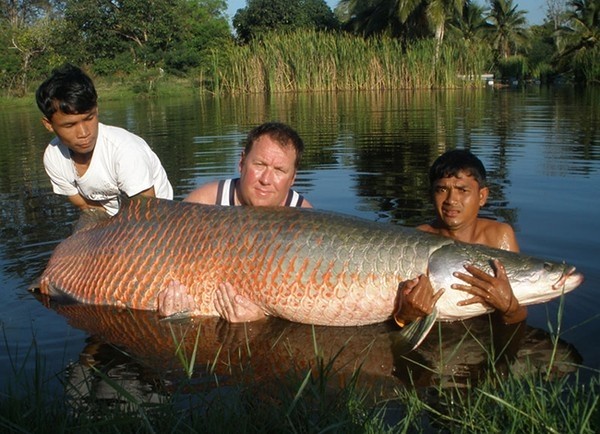 Khám phá 'quái vật nước ngọt lớn nhất hành tinh' ở Amazon ảnh 4