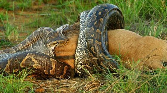 Rùng rợn trăn khổng lồ nuốt trọn dê núi rồi nhả ra vì suýt nghẹn ảnh 10