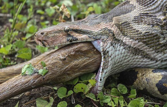 Rùng rợn trăn khổng lồ nuốt trọn dê núi rồi nhả ra vì suýt nghẹn ảnh 2